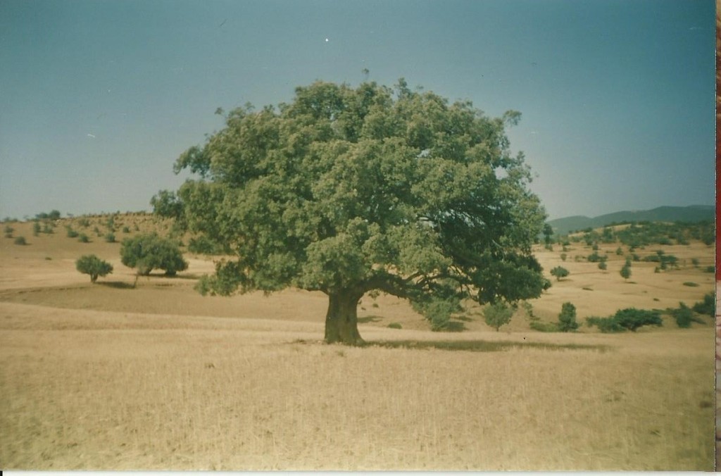 CHENE VERT BEN SAAID 1996